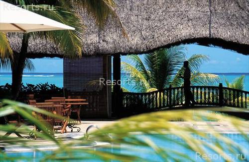 Royal Palm 25